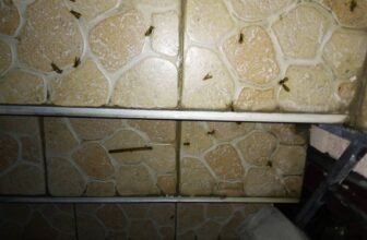 Dezinsekcija dezinfekcija deratizacija Makedonija Bubater 076884703