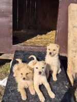 🎁 BESPLATNI polurasni kutrinja - 2 meseci stari (majka cist belgiski ovcar)